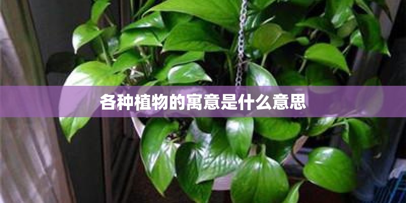 各种植物的寓意是什么意思 各种植物的寓意是什么意思