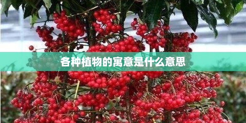 网球的英语怎么读