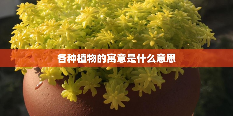 各种植物的寓意是什么意思 各种植物的寓意是什么意思