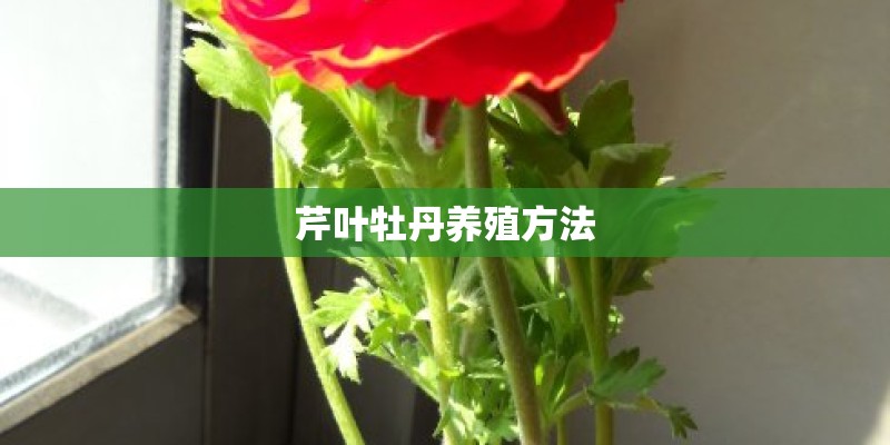 芹叶牡丹养殖方法