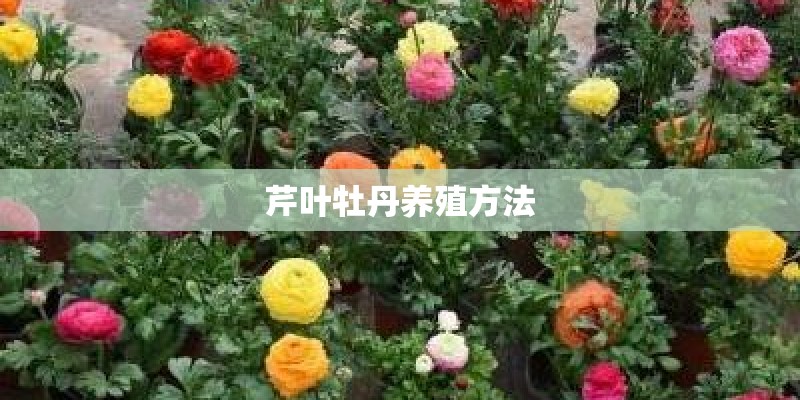 各种植物的寓意是什么意思