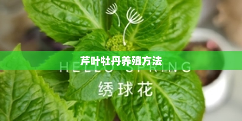 芹叶牡丹养殖方法