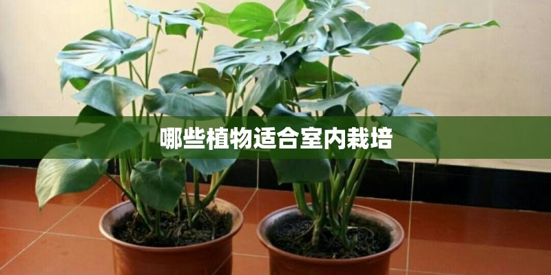 0.1号袖钩钓什么鱼