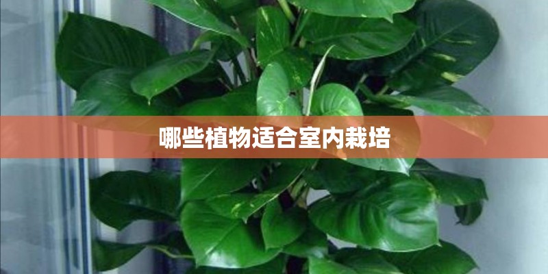 哪些植物适合室内栽培