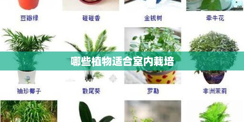哪些植物适合室内栽培