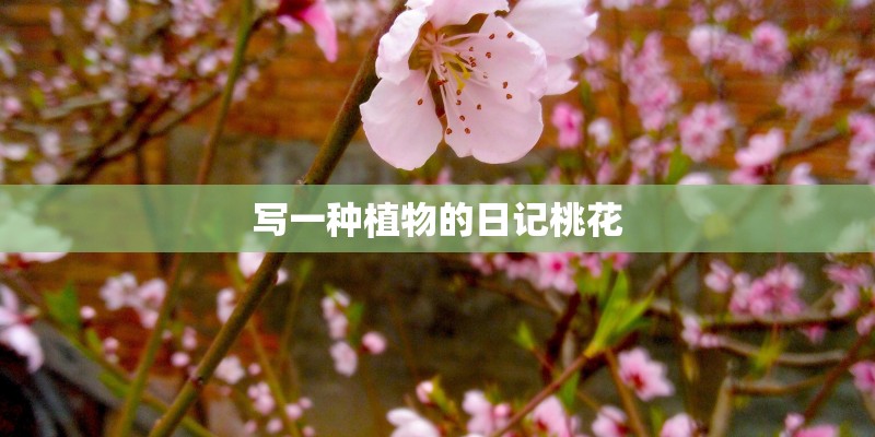 各种植物的寓意是什么意思