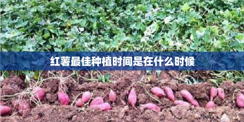 中国十大防水品牌