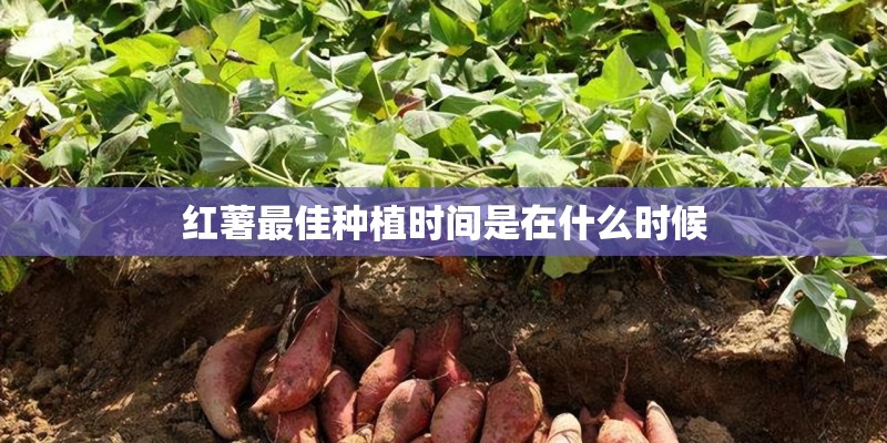 红薯最佳种植时间是在什么时候