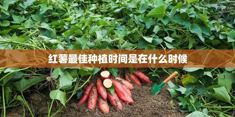 红薯最佳种植时间是在什么时候