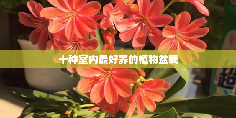 节能灯的光能给植物光合作用吗？