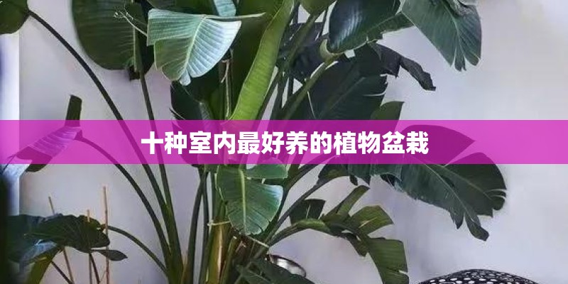 十种室内最好养的植物盆栽