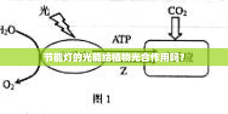 节能灯的光能给植物光合作用吗？