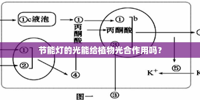 节能灯的光能给植物光合作用吗？
