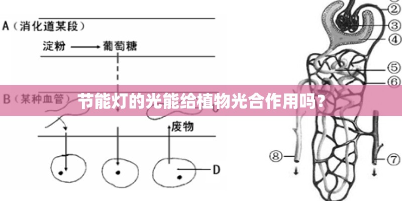 节能灯的光能给植物光合作用吗？