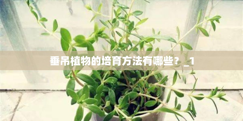 垂吊植物的培育方法有哪些？_1