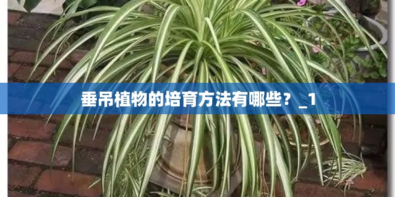 垂吊植物的培育方法有哪些？_1