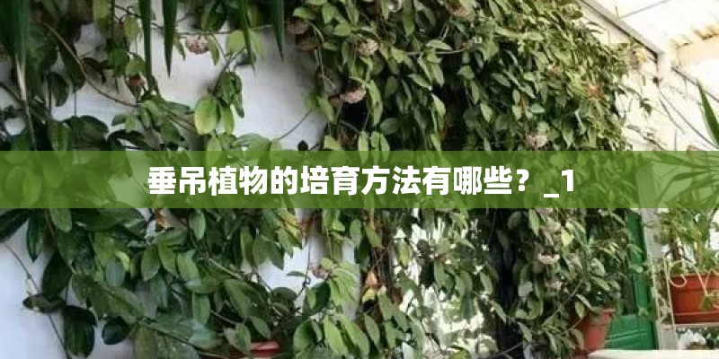 垂吊植物的培育方法有哪些？_1