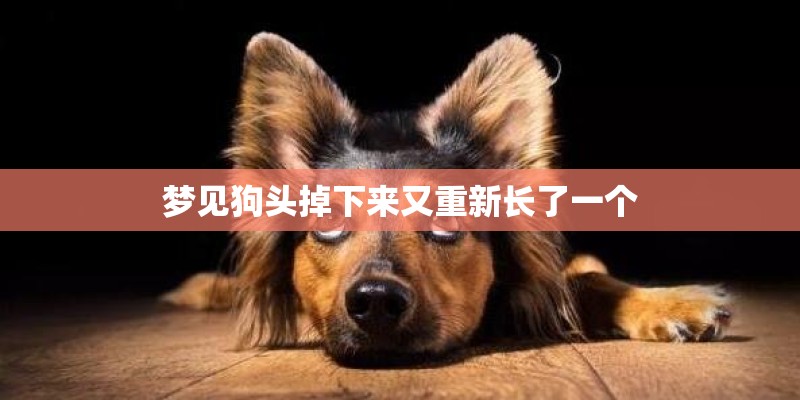 梦见狗头掉下来又重新长了一个