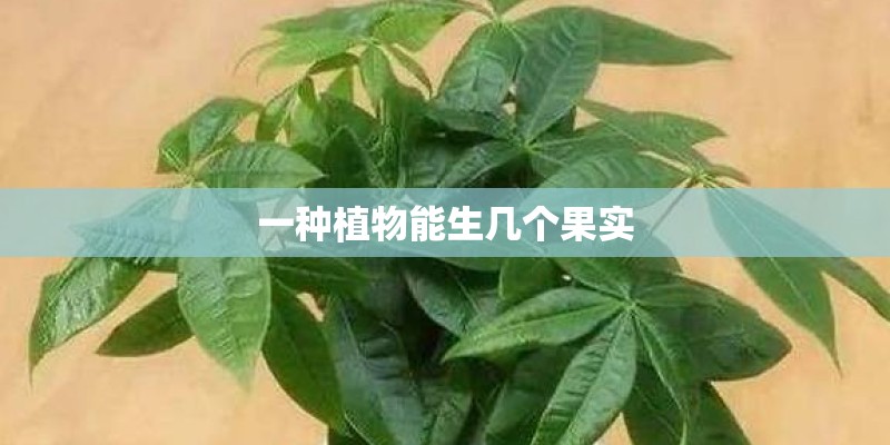 一种植物能生几个果实