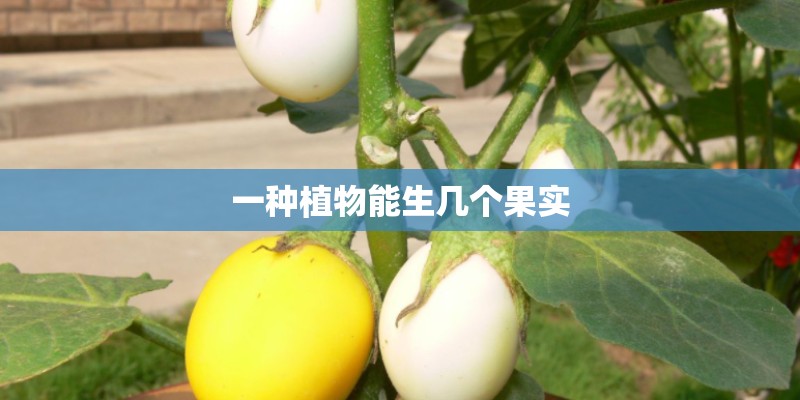 一种植物能生几个果实