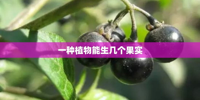 一种植物能生几个果实