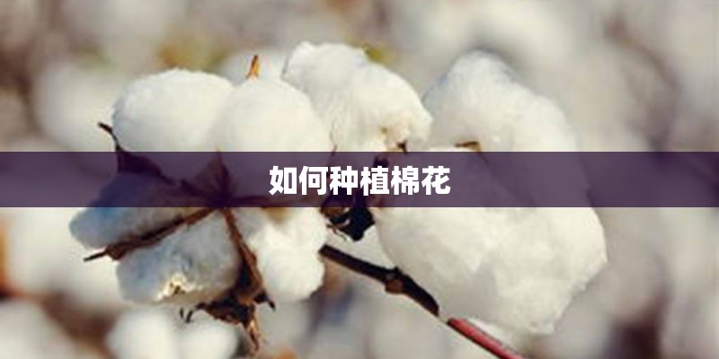 如何种植棉花