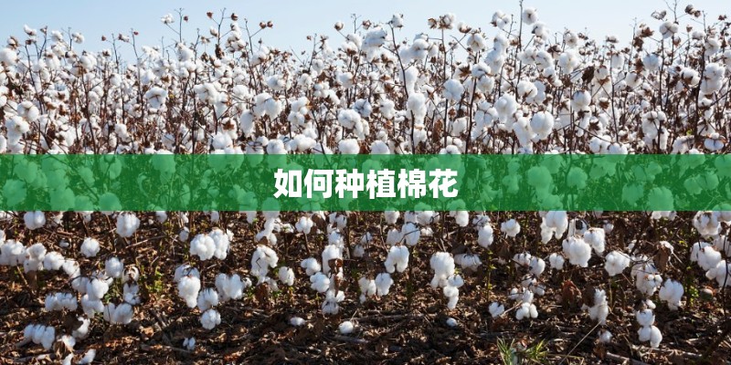 如何种植棉花