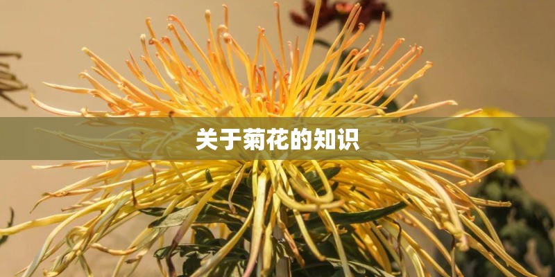 关于菊花的知识