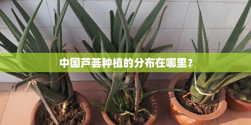 中国芦荟种植的分布在哪里？