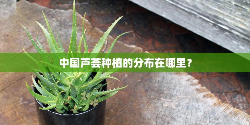 中国芦荟种植的分布在哪里？