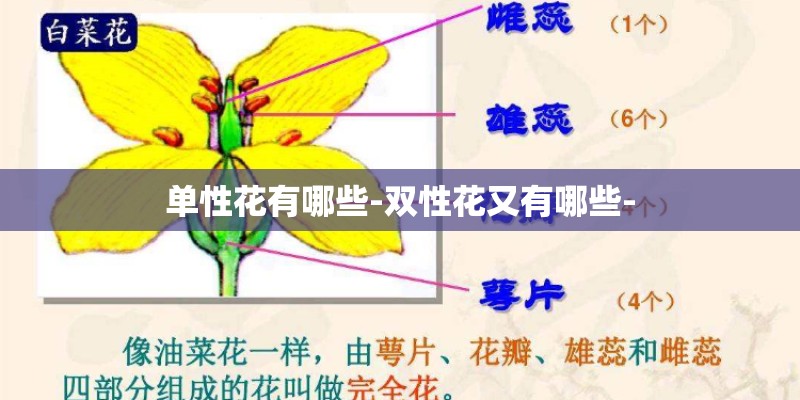 日照兴业凯莱花园在什么位置？