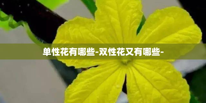 单性花有哪些-双性花又有哪些-
