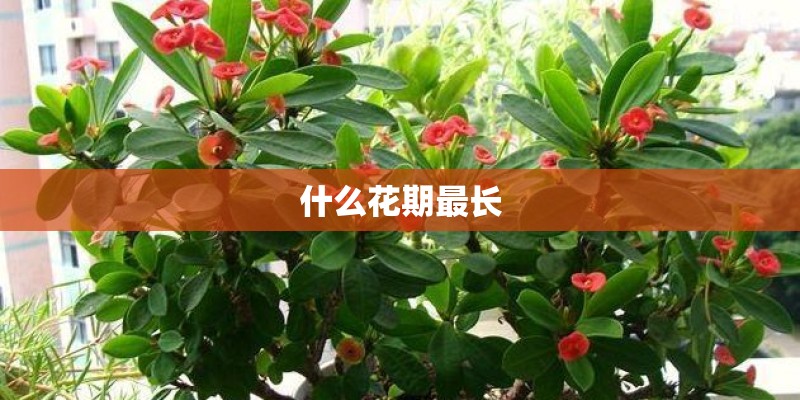 中国芦荟种植的分布在哪里？