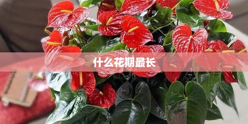 什么花期最长