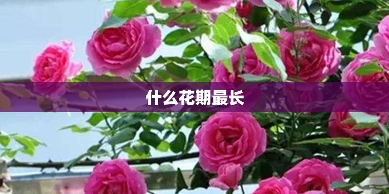 什么花期最长