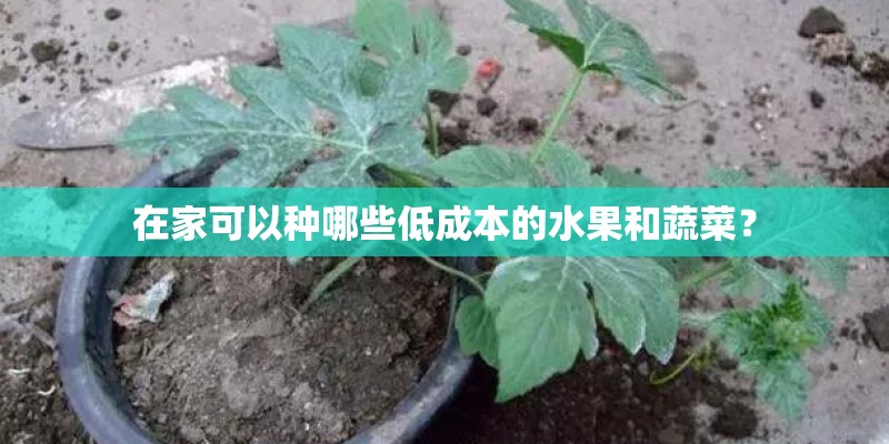 什么花期最长