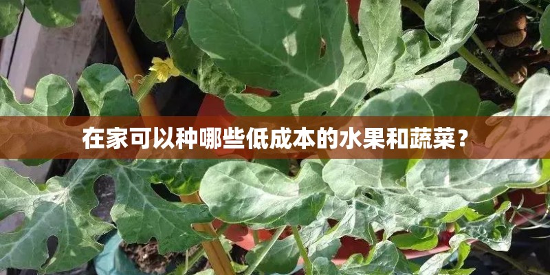 在家可以种哪些低成本的水果和蔬菜？