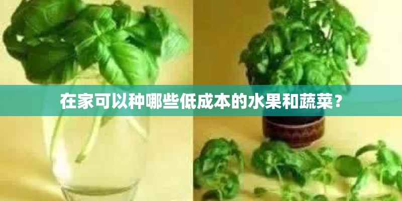 在家可以种哪些低成本的水果和蔬菜？