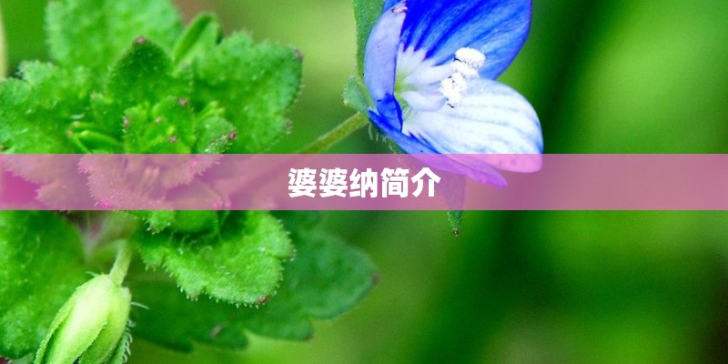 世界十大最贵葡萄酒