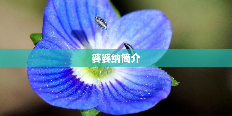 婆婆纳简介