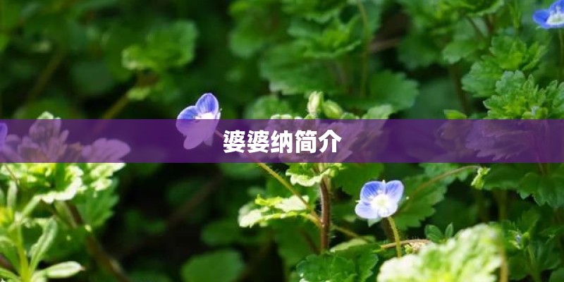 婆婆纳简介