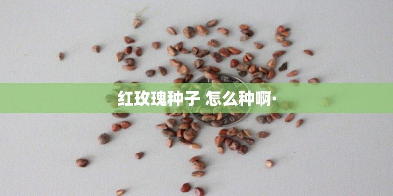 红玫瑰种子 怎么种啊·