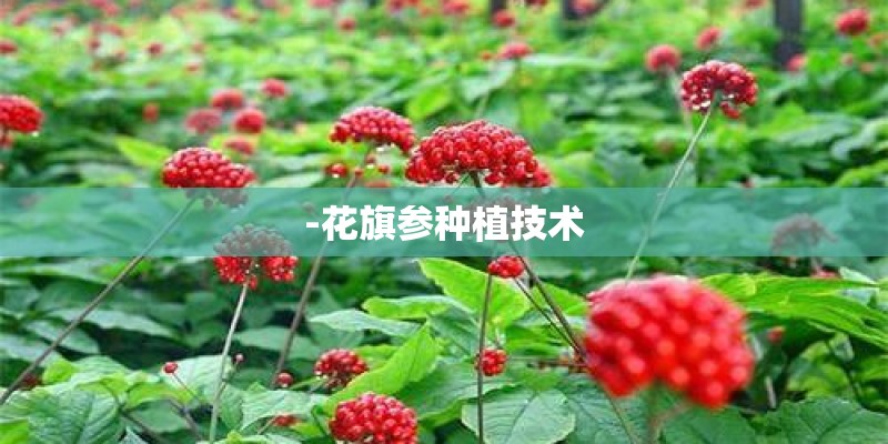-花旗参种植技术