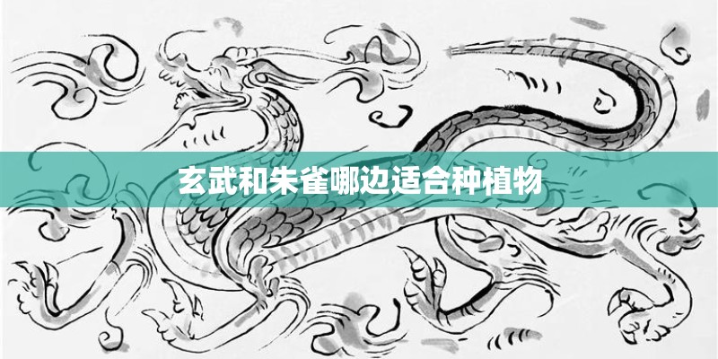 玄武和朱雀哪边适合种植物