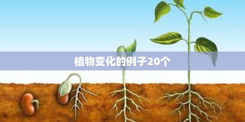 植物变化的例子20个