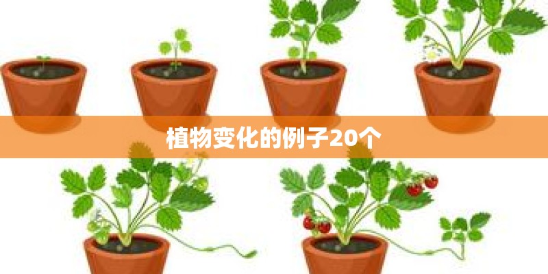 玄武和朱雀哪边适合种植物