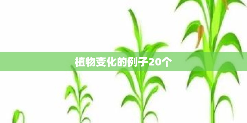 植物变化的例子20个