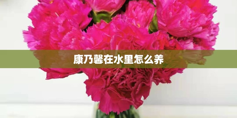 康乃馨在水里怎么养