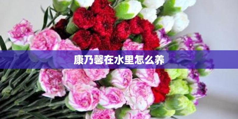 康乃馨在水里怎么养