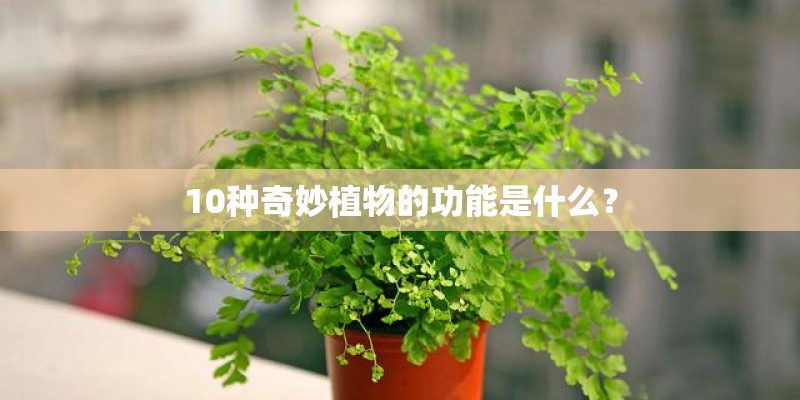 10种奇妙植物的功能是什么？
